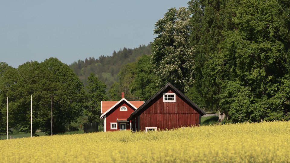 Två röda trähus omgivna av ett gult blommande fält och grönskande träd, med skogklädda kullar i bakgrunden under en klar himmel._