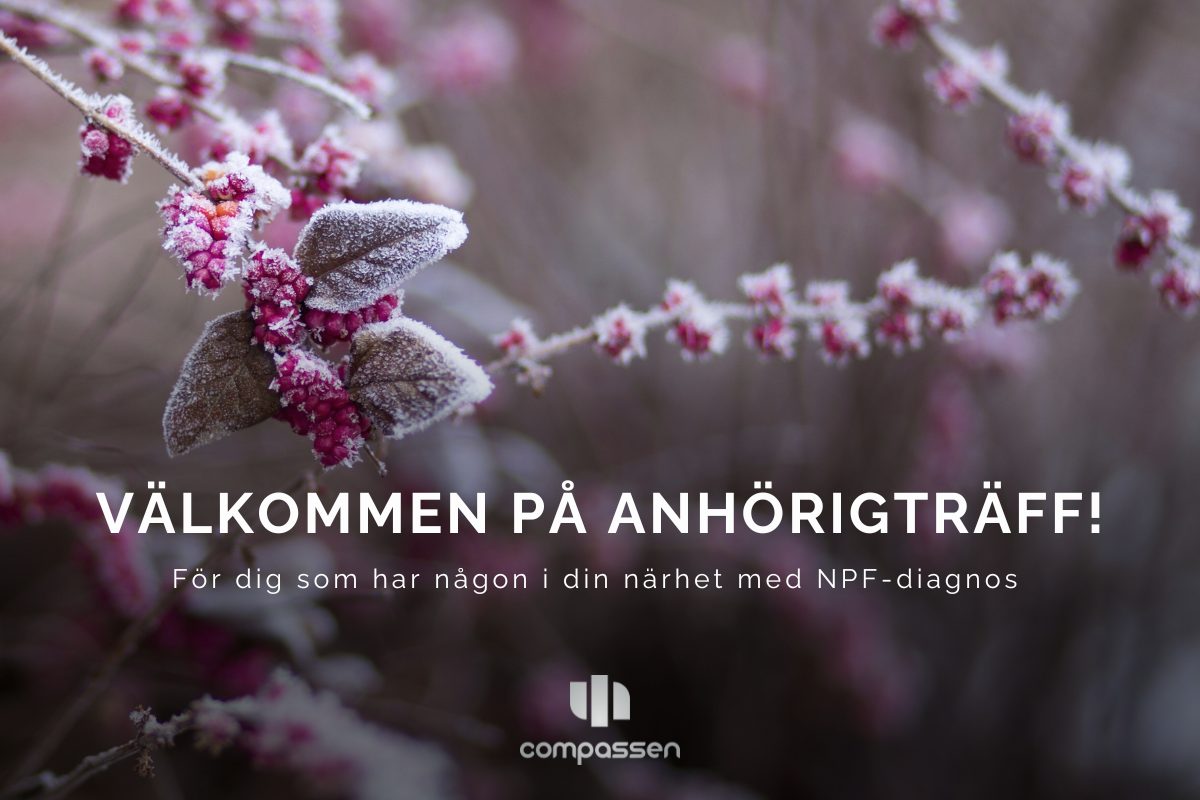 Frosttäckta rosa bär och grenar i n