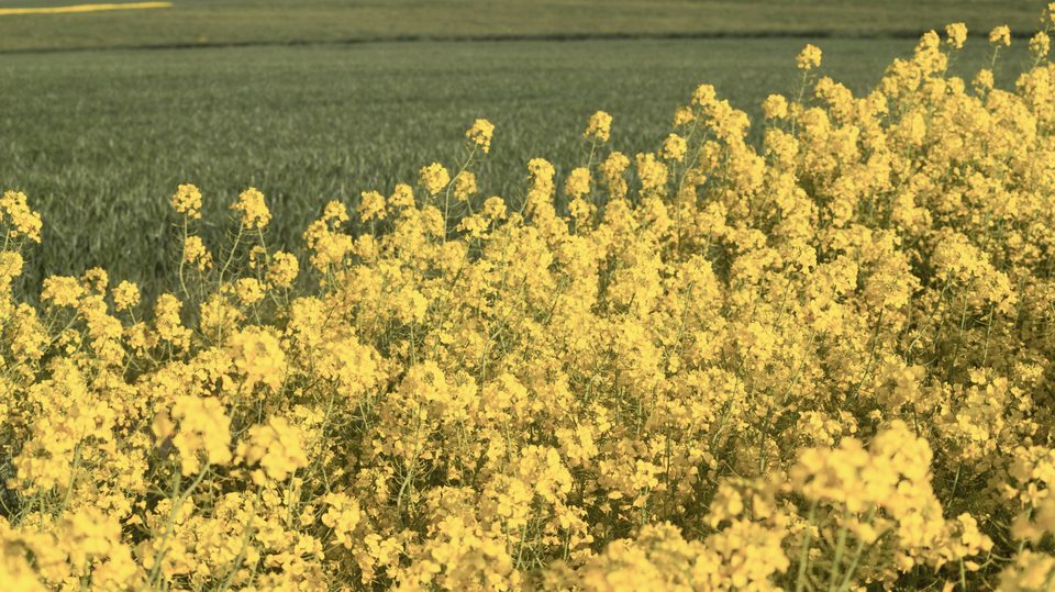 Gult rapsfält i blom i förgrunden med ett grönt fält i bakgrunden, upplyst av varmt solljus som ger en somrig och lantlig känsla._