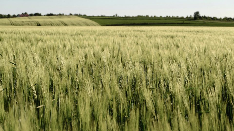 Ett stort grönt sädesfält som sträcker sig över landskapet, med mjukt ljus och öppna fält i bakgrunden under klar himmel._
