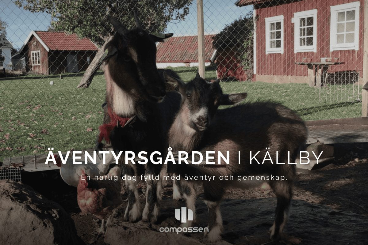 Äventyrsgården i Källby – en dag för hela familjen Två getter och en höna i en inhägnad gårdsmiljö med röda stugor i bakgrunden. Bilden förmedlar en lantlig och trivsam atmosfär på Äventyrsgården i Källby.
