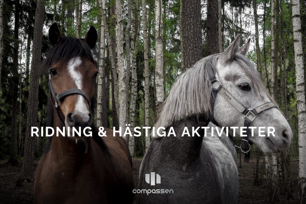 Två hästar står bredvid varandra i en skogsmiljö.