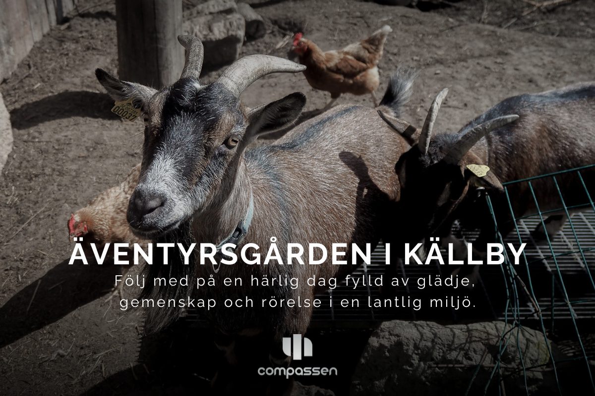 Två getter och höns på Äventyrsgården i Källby i en lantlig miljö. Bilden används för att marknadsföra en familjedag med aktiviteter och gemenskap.